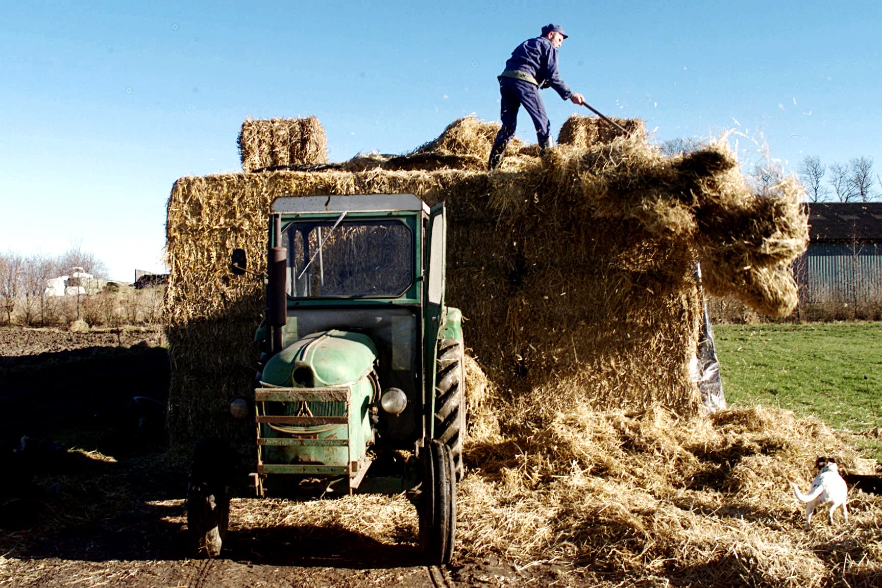 En landmand i Morsø, der ønsker at udvide sin produktion, får meget hurtigere svar på sin ansøgning om miljøgodkendelse end en landmand i Rebild. Foto: Lars Hansen / Polfoto