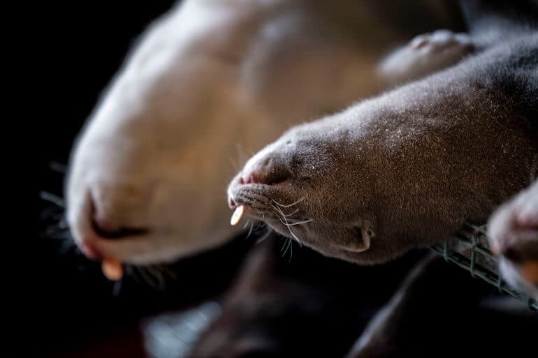 Mink aflivet efter deres formål: at blive pelset, idet næsemærkerne identificerer hvem pelsenes ejer er. Næsemærker bruges ikke til mink, der køres til destruktion.