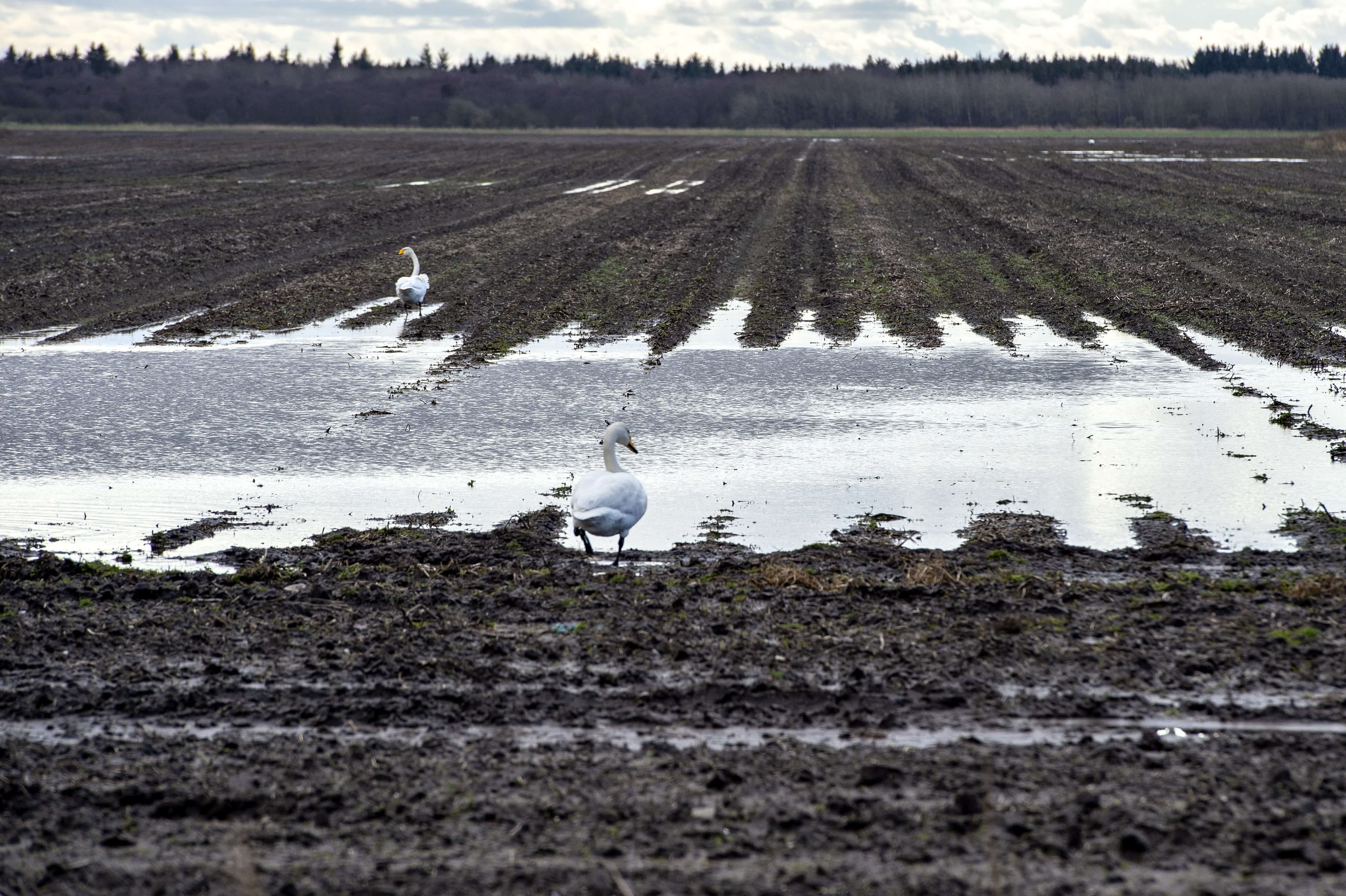 Præsentationen af et klimaudspil for landbruget blev udskudt af regeringen sidste år, da minksagen begyndte at rulle. Nu vil fødevareminister Rasmus Prehn (S) i stedet invitere til dialog og konferencer.