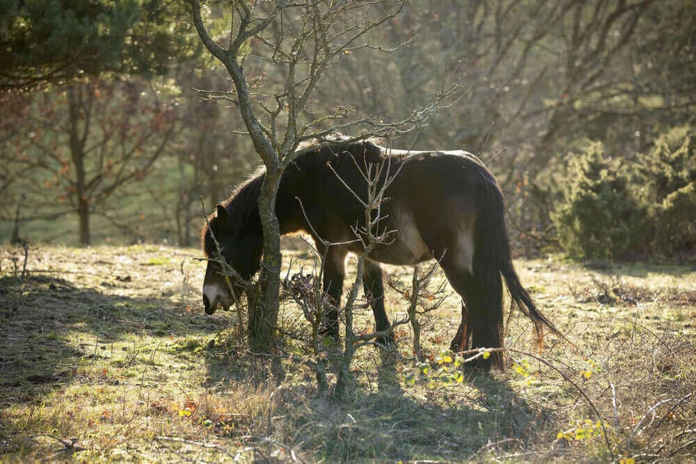 Mols Bjerg er en af de ti områder, som er udpeget til at være nationalpark. Her skal der være plads til at vilde heste skal græsse, selvom det har skabt splid i både lokalbefolkningen og byrådet. 