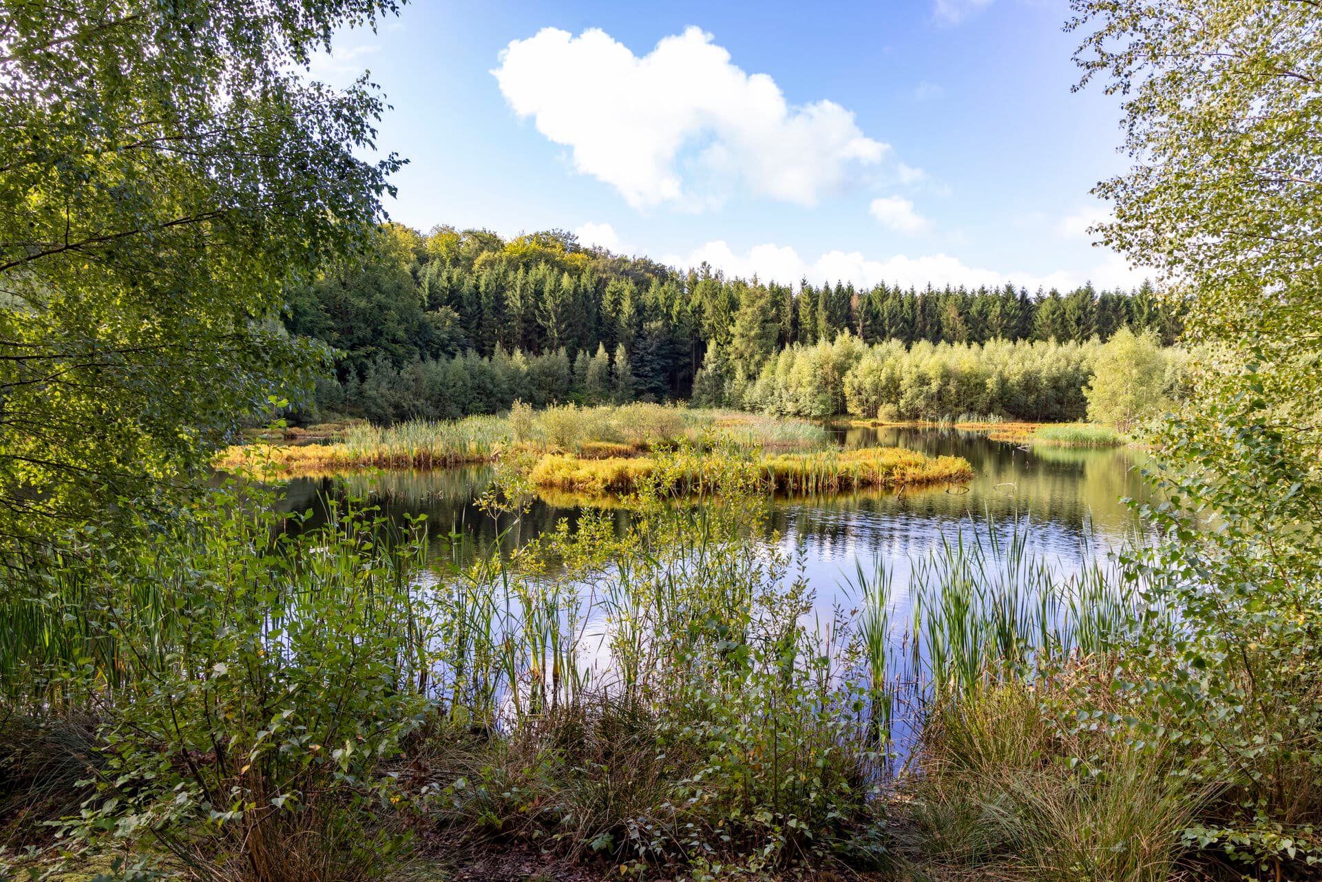 Rude Skov på Nordsjælland blev udlagt som urørt skov i 2018. Området har meget gammel bevoksning og gamle træer, fordi forvaltningen længe har prioriteret området på grund af dens rekreative brug. Urørt skov er noget af det vi skal have mere af, hvis det står til SF, Enhedslisten, Alternativet og Radikale Venstre. 