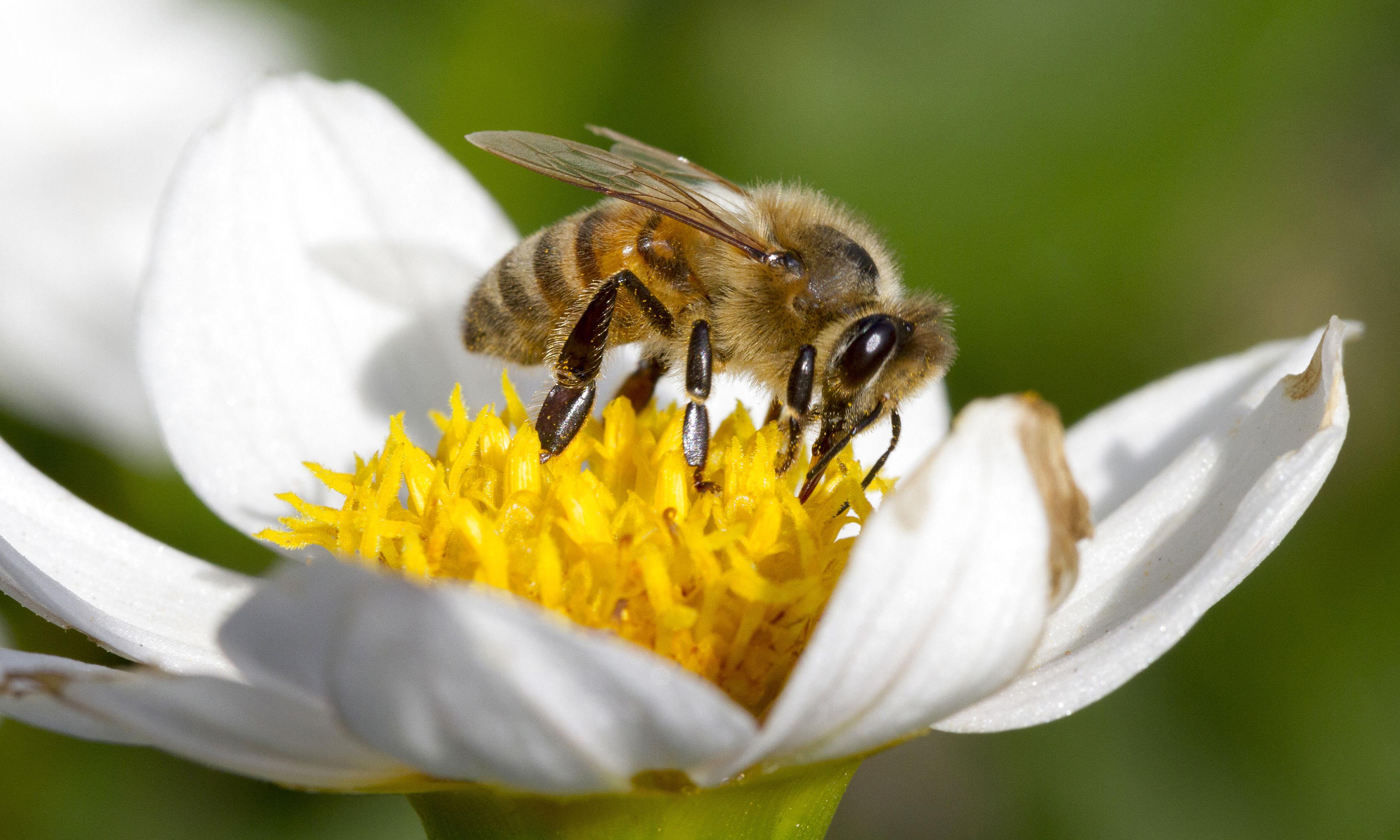 EU-Kommissionen har vedtaget et skærpet forbud mod såkaldte neonics, som er skadelige for bier.