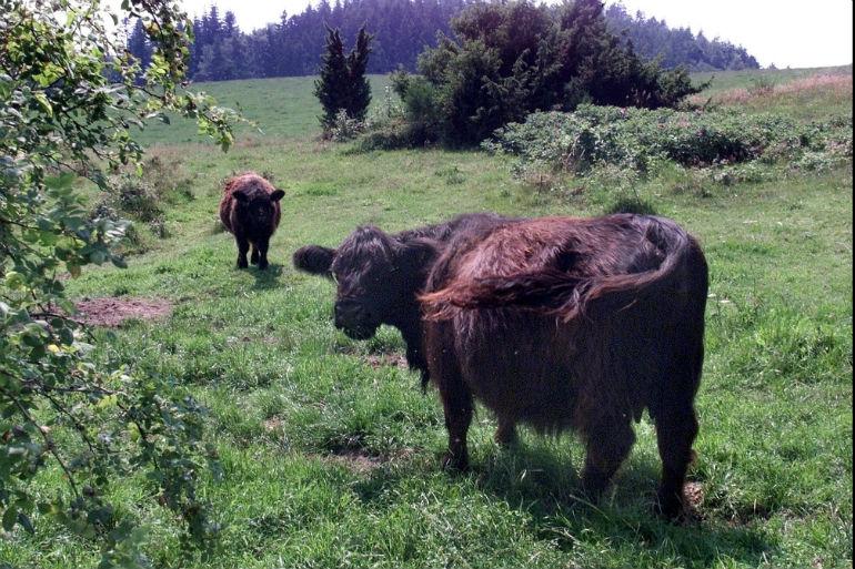 Store græsædere som kreaturer, bisonokser og selv elge skal græsse på enge, overdrev og heder for at skabe plads til truede arter i de nye naturnationalparker.