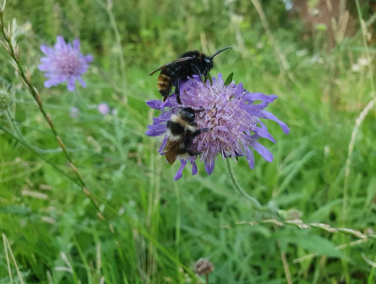 Almindelig blåhat vokser vildt på danske enge og i vejkanter, er rig på pollen og har sin egen biart, Blåhatjordbien.