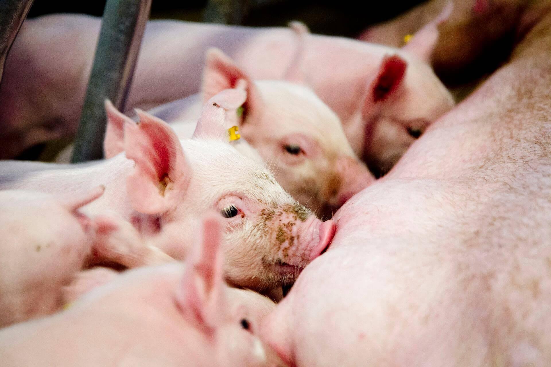 Sundhedsrisikoen ved intensiv svineproduktion blev for et år siden bekræftet af forskere ved Aarhus Universitet. Men kommunerne må stadig ikke sige nej tak til flere svinefarme,